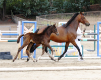 balencia bf 8131
